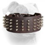 (image for) Handmade leather American Bulldog collar with silver-like spikes
