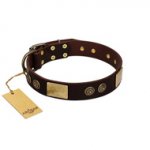 (image for) "Bow-Wow Effect" FDT Artisan Brown Leather American Bulldog Collar with Plates and Ornate Studs