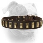 (image for) Luxury style leather American Bulldog collar with brass plates