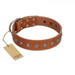 (image for) "Little Floret" Fashionable FDT Artisan Tan Leather American Bulldog Collar with Silver-Like Adornments