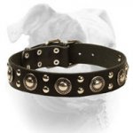 (image for) Leather American Bulldog Collar With Mix of Bright Decorations