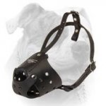 (image for) MaxiPro Leather Muzzle For American Bulldog
