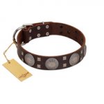 (image for) "Sun in Barchans" Modern FDT Artisan Brown Leather American Bulldog Collar with Engraved Stars on Round Plates and Studs