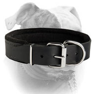 (image for) American Bulldog Collar for Agitation Training