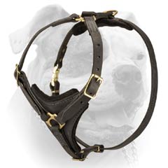 (image for) Elegant Leather Padded American Bulldog Harness