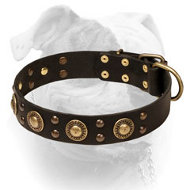 (image for) Leather American Bulldog Collar With Bright Mix of Brass Decorations