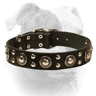 (image for) Leather American Bulldog Collar With Mix of Bright Decorations