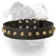 (image for) Fancy extra wide leather American Bulldog collar