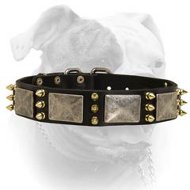 (image for) Spiked leather collar with massive nickel plates for American Bulldog