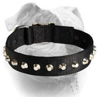 (image for) 1 Row Studs Dog Collar-1 1/4" for American Bulldog