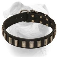 (image for) Amazing leather American Bulldog collar with shiny plates