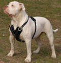 American bulldog harness