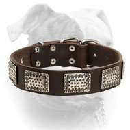 (image for) Gorgeous walking leather American Bulldog collar