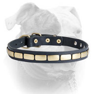 (image for) Leather Special American Bulldog Collar With Plates