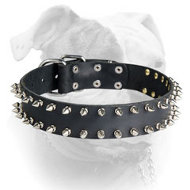 (image for) Leather American Bulldog collar with 2 rows of nickel spikes