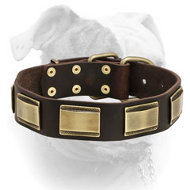 (image for) Designer Leather Collar With Brass Plates for American Bulldog