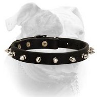 (image for) Elegant spiked leather American Bulldog collar