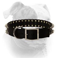 (image for) Stylish nylon collar with 2 rows of nickel spikes for American Bulldog