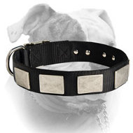 (image for) Gorgeous nylon collar with vintage nickel plates for American Bulldog