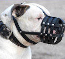 American bulldog muzzle