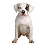 American bulldog puppy dog supplies click here