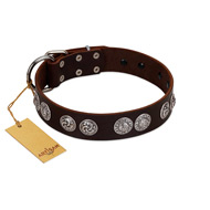 (image for) "High and Mighty" FDT Artisan Classy Brown Leather American Bulldog Collar with Embellished Brooches