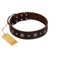 (image for) "Pure Sensation" Exclusive FDT Artisan Brown Leather American Bulldog Collar with Fancy Brooches and Studs