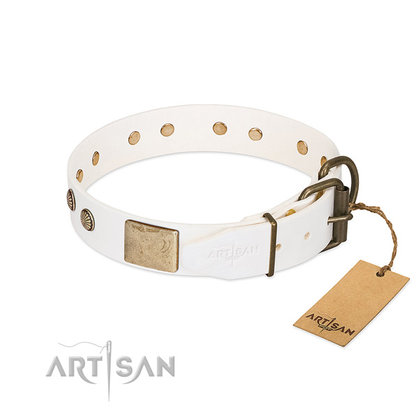 Reliable buckle on everyday walking dog collar