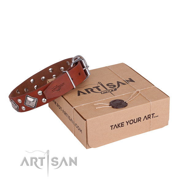 Daily walking dog collar with Remarkable rust resistant studs