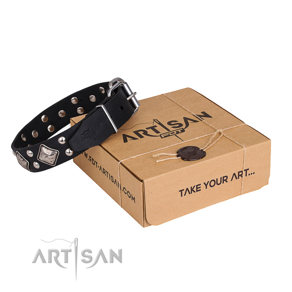 Daily walking dog collar with Designer corrosion resistant studs
