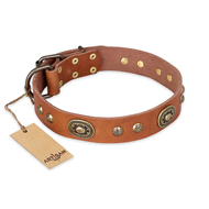 (image for) "Stunning Dress" FDT Artisan Tan Leather American Bulldog Collar with Old Bronze Look Plates and Studs