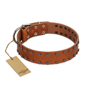 (image for) "Star Light" Stylish FDT Artisan Tan Leather American Bulldog Collar with Silver-Like Studs