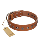 (image for) "Silver Age" Fashionable FDT Artisan Tan Leather American Bulldog Collar with Silver-Like Studs