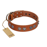 (image for) "Silver Necklace" Incredible FDT Artisan Tan Leather American Bulldog Colar with Silver-Like Adornments