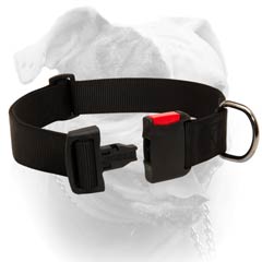 American Bulldog superb collar