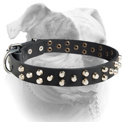 American Bulldog collar wonderful look