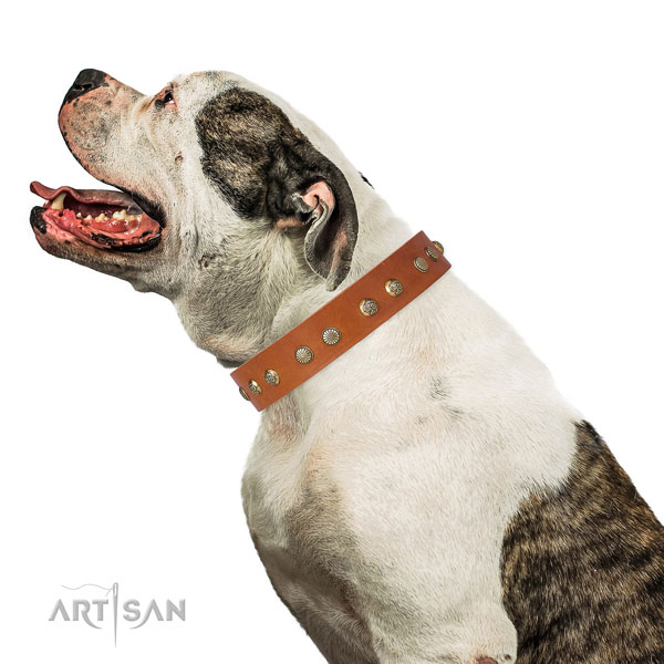 Impressive decorations on stylish walking full grain natural leather dog collar