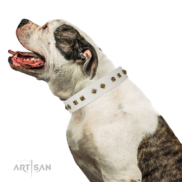 Exceptional studs on easy wearing dog collar