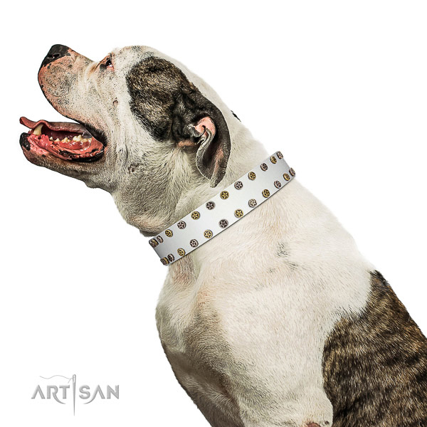 Unusual full grain leather dog collar with rust-proof embellishments