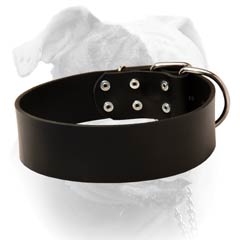 American Bulldog breed collar with D-ring