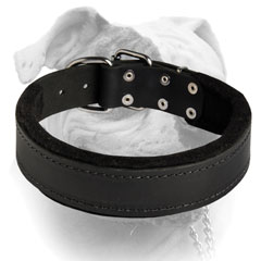 American Bulldog collar for daily training