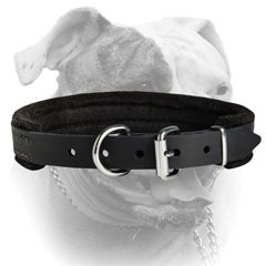 American Bulldog collar equipped with D-ring