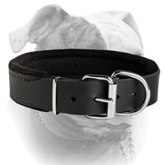 American Bulldog breed collar with D-ring