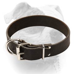 American Bulldog breed collar steel buckle