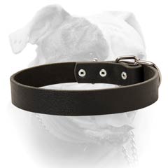 American Bulldog collar for daily training
