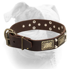 Luxury vintage plates for American Bulldog collar