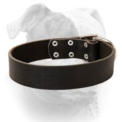 American Bulldog collar for daily training