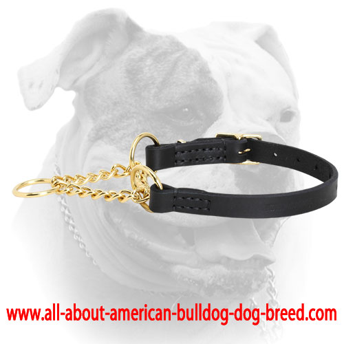 martingale pinch dog collar