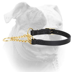 Training martingale American Bulldog collar
