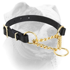 Walking American Bulldog martingale collar